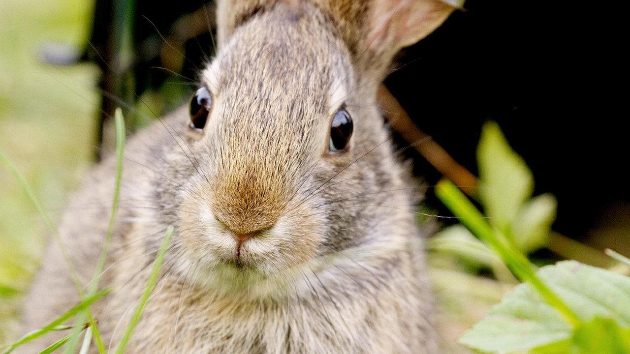 Remarkable Rabbits backdrop