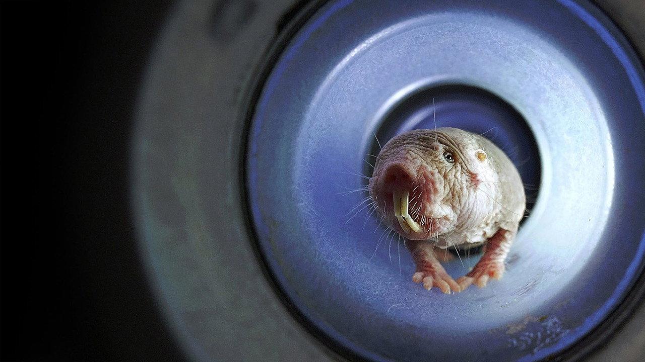 Naked Mole Rats backdrop