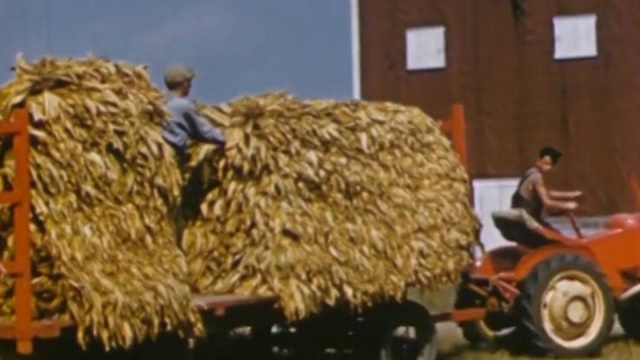 Yellow Tobacco from Quebec backdrop
