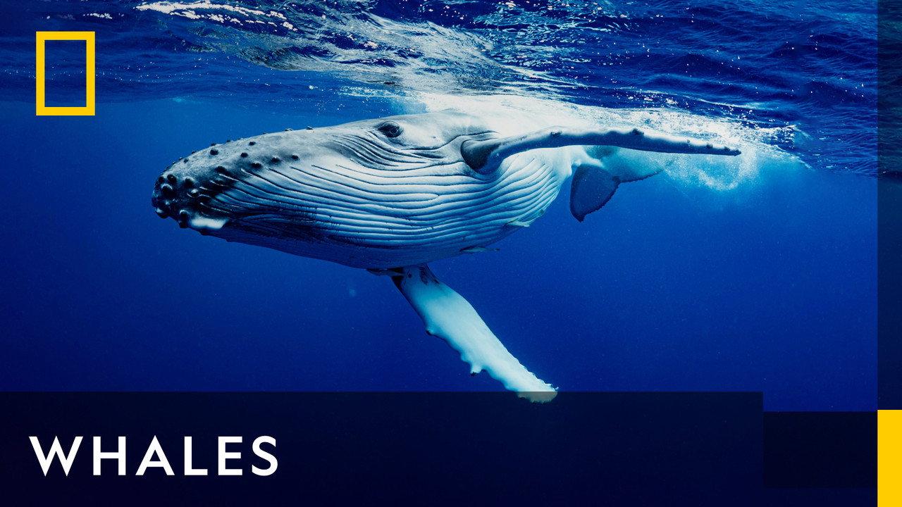 Whales backdrop