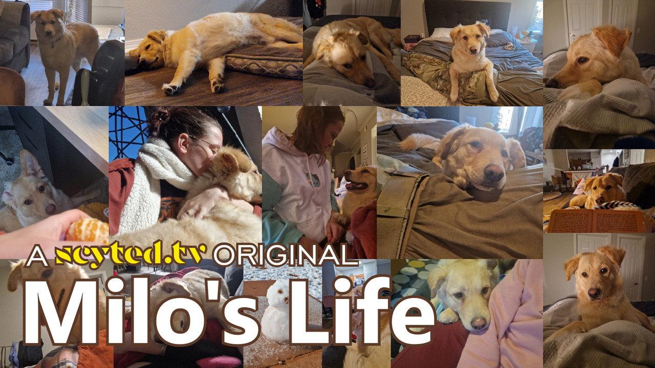 Milo's Life backdrop