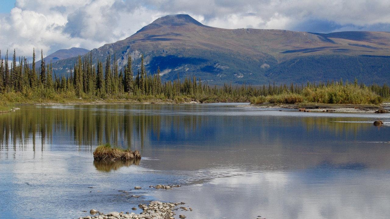 ReWilding Kernwood backdrop