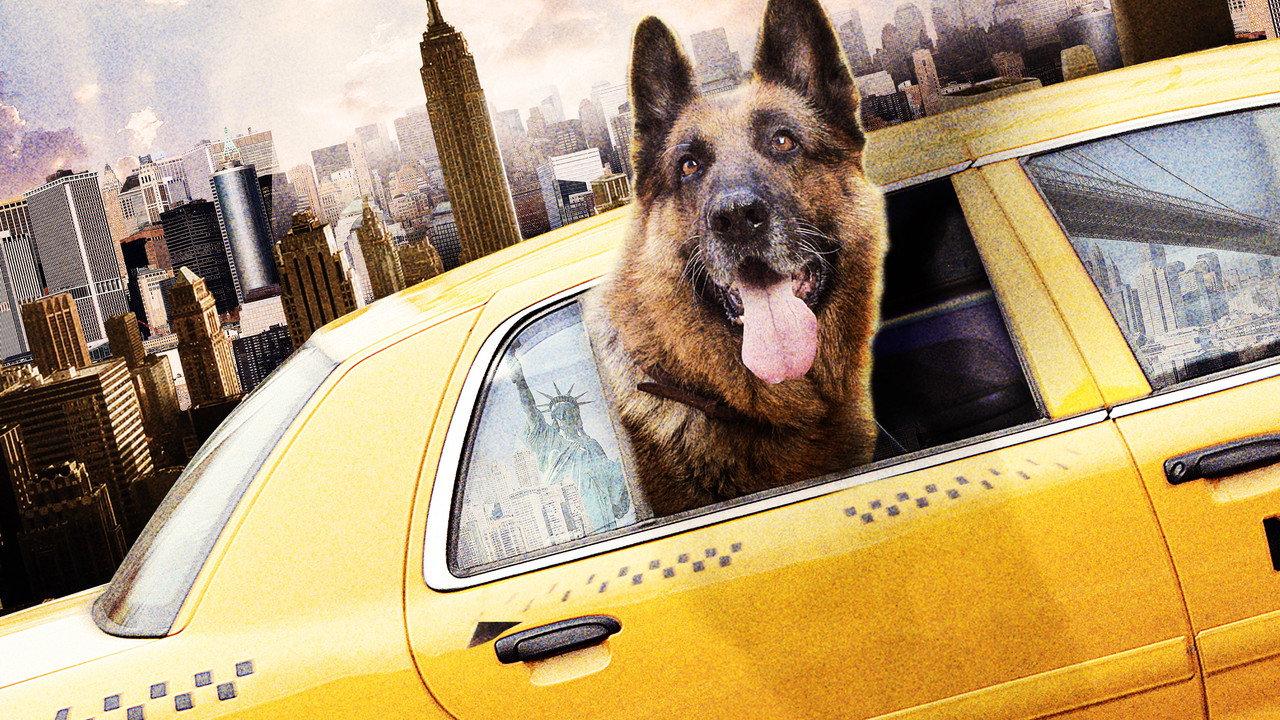 Cool Dog backdrop