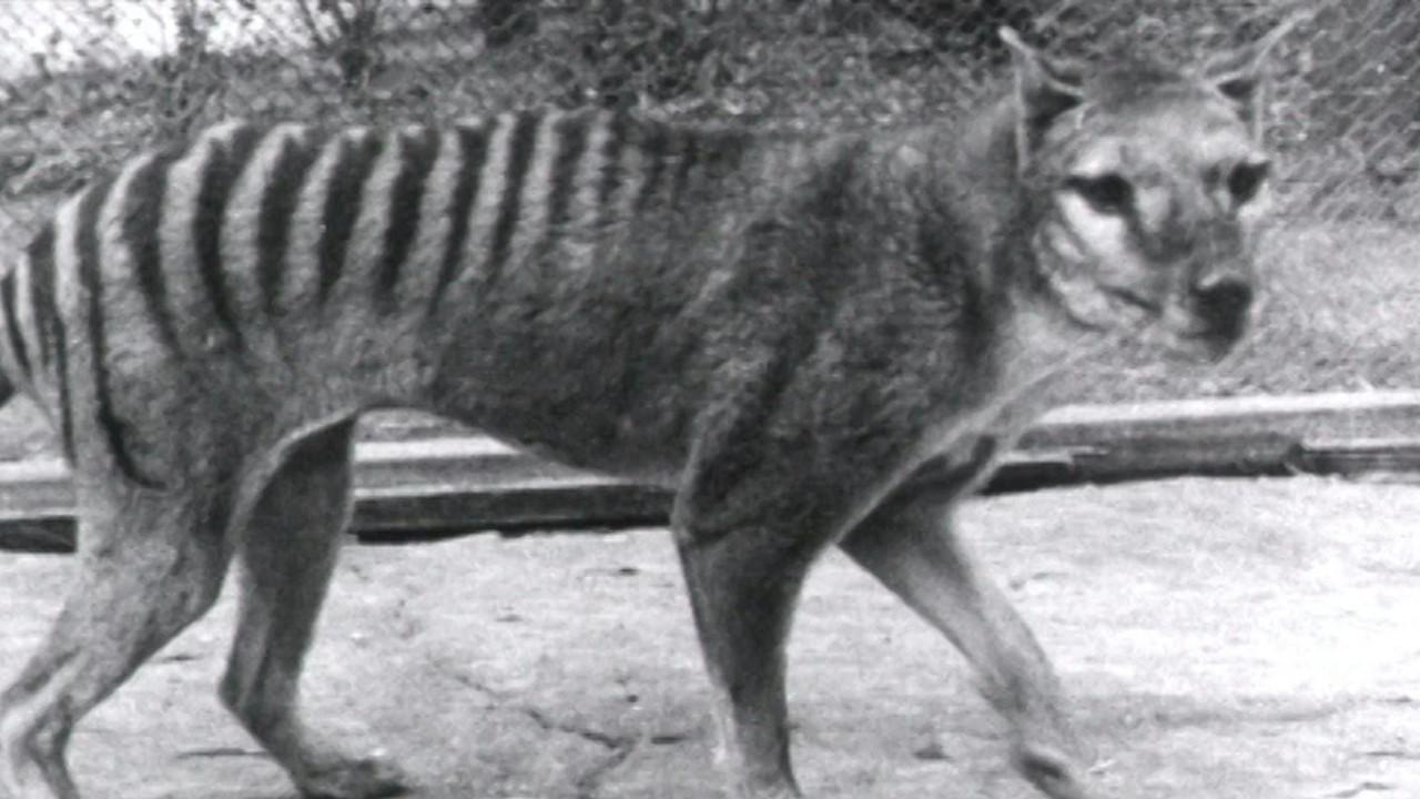 Thylacine Footage backdrop