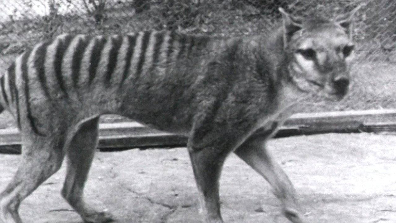 Thylacine Footage backdrop