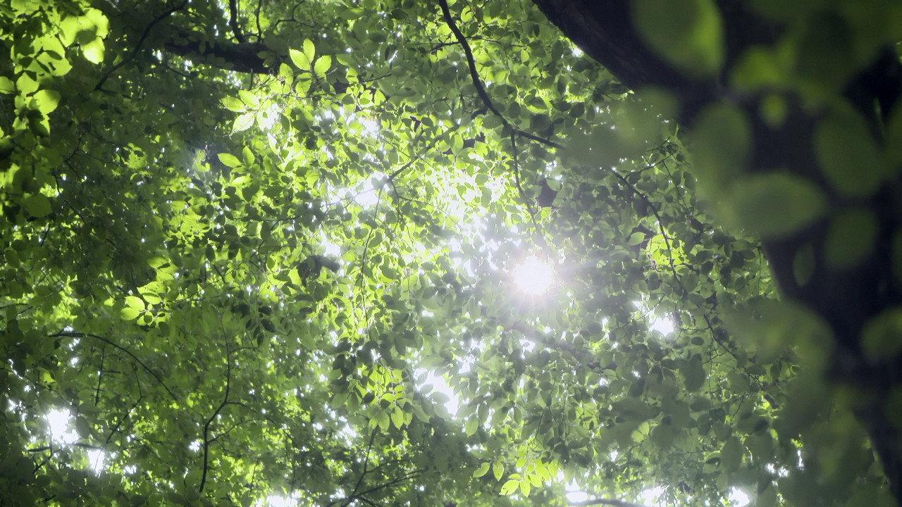 Yellow Brick Road backdrop