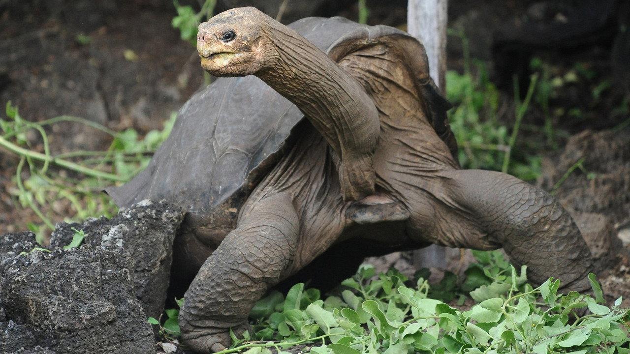 Lonesome George and the Battle for Galapagos backdrop