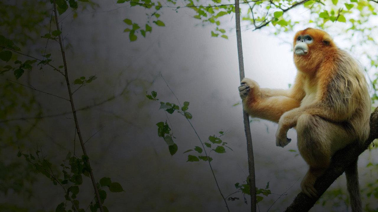 Souvenirs d'un singe doré backdrop