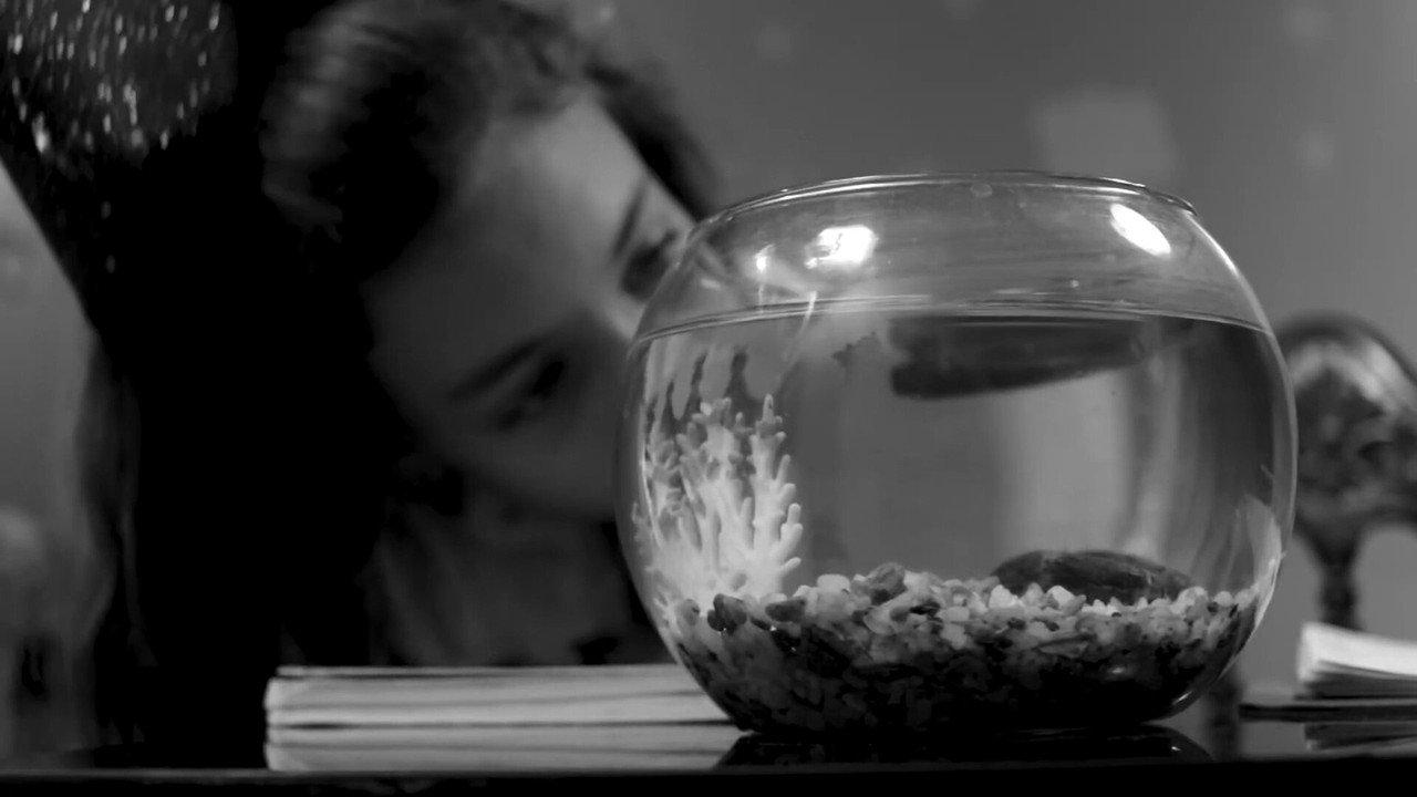 Los peces sí tienen memoria backdrop