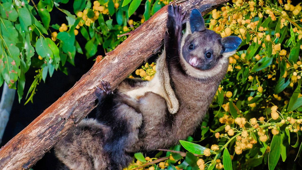 When Marsupials Fly: The Eucalyptus Forests of Australia backdrop