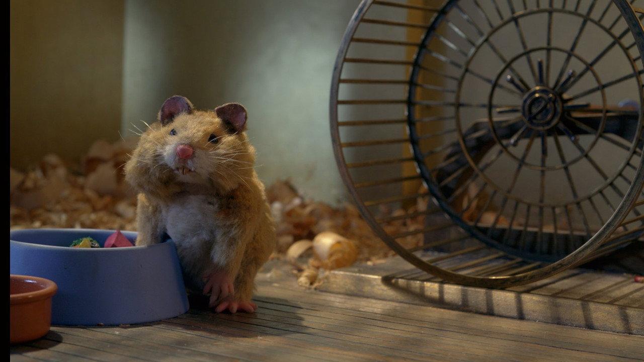 Fat Hamster backdrop