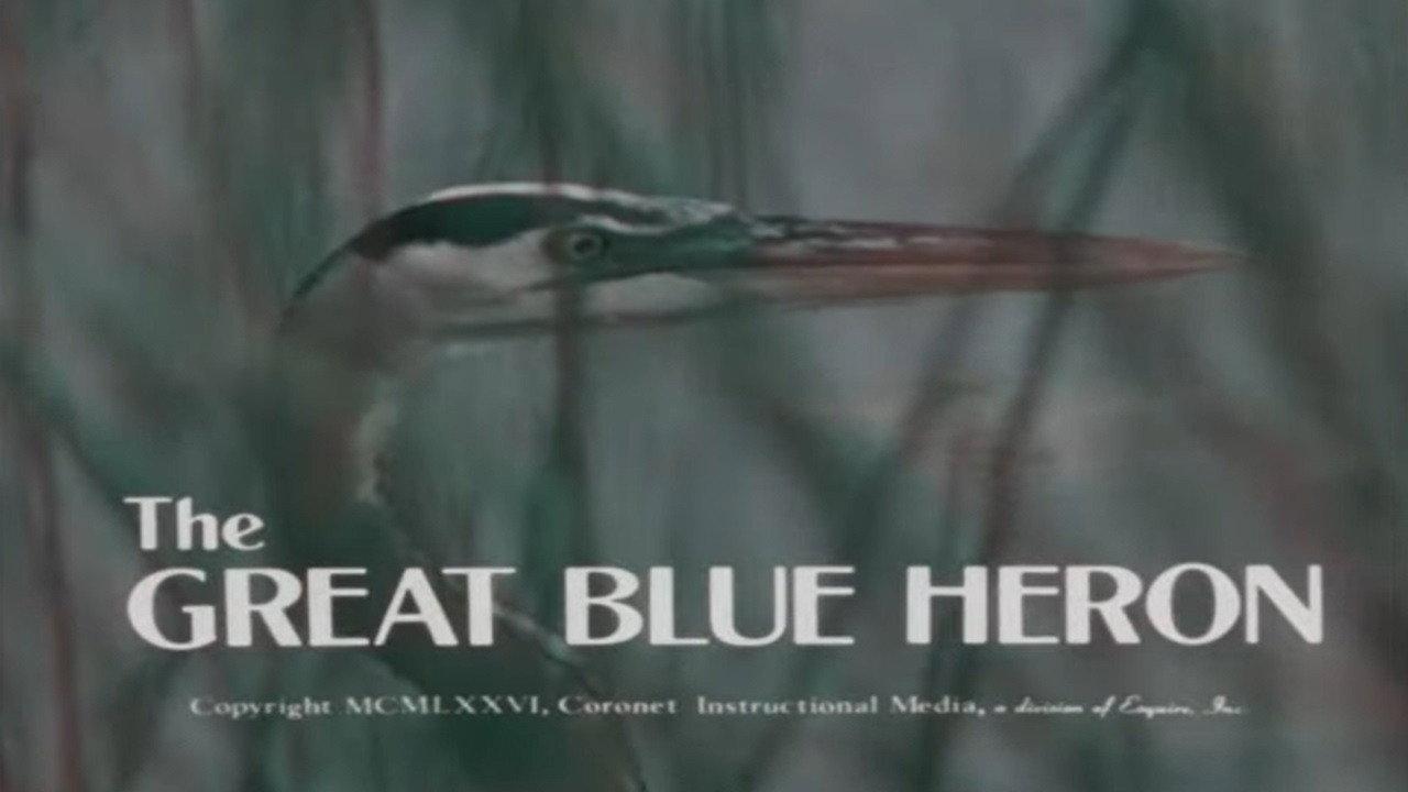 The Great Blue Heron backdrop