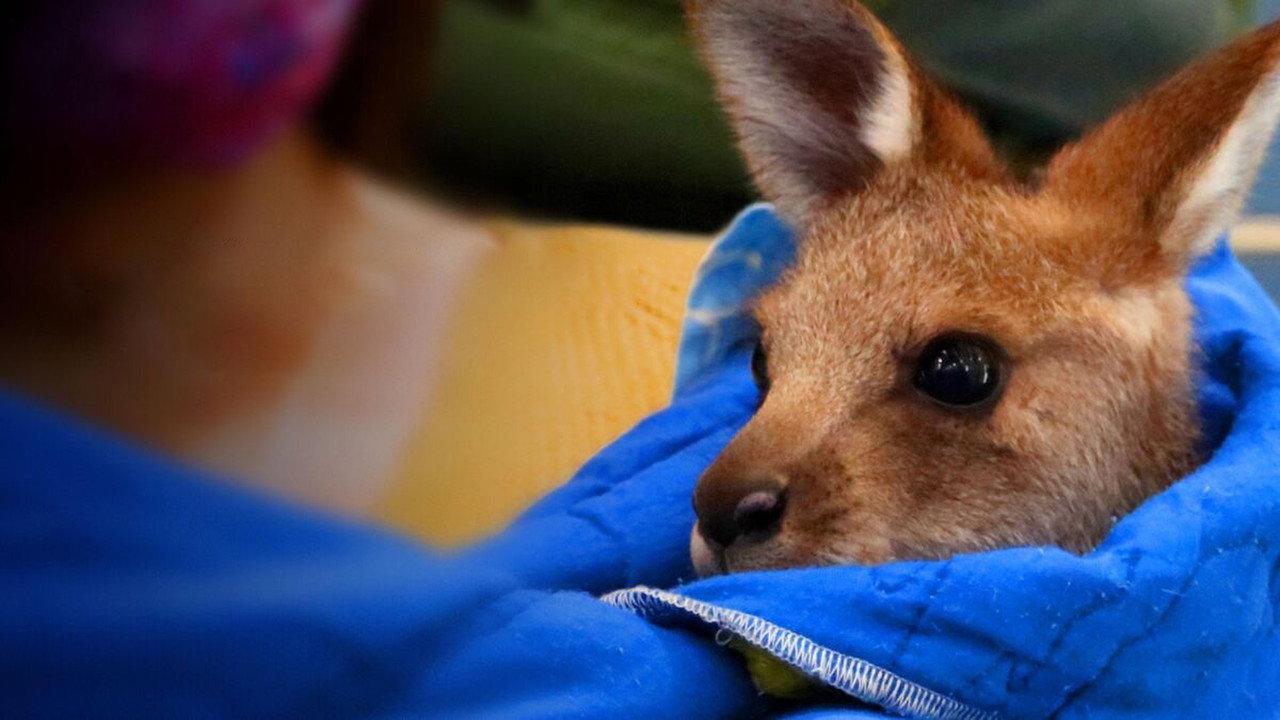 Wildlife Rescue Australia backdrop