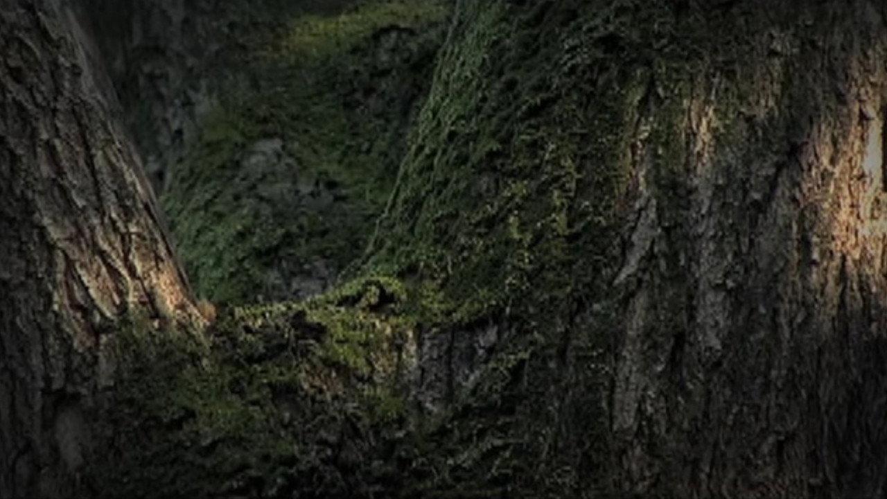 Conversation with Nature backdrop