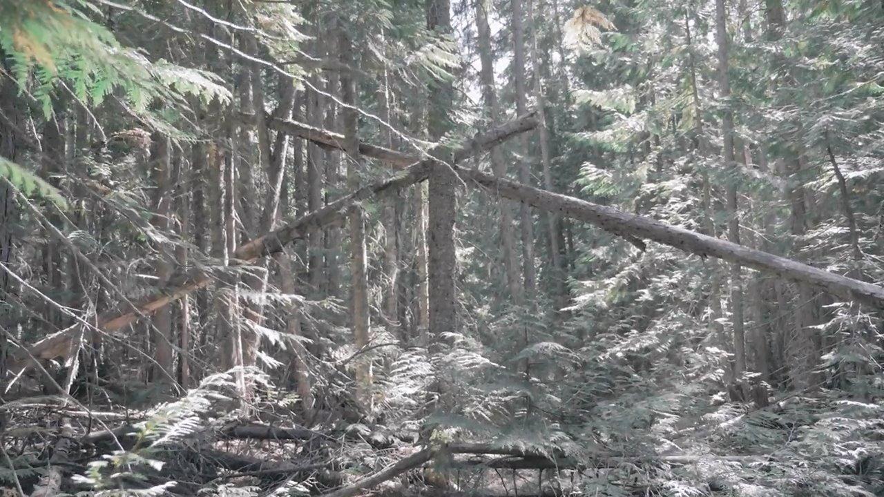 Bigfoot Encounters in the Pacific Northwest backdrop