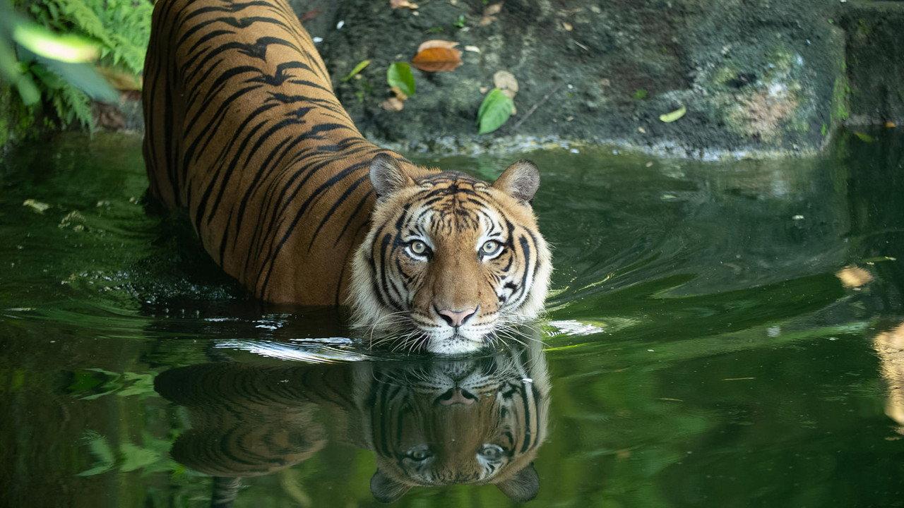Malaysia's Last Tigers backdrop