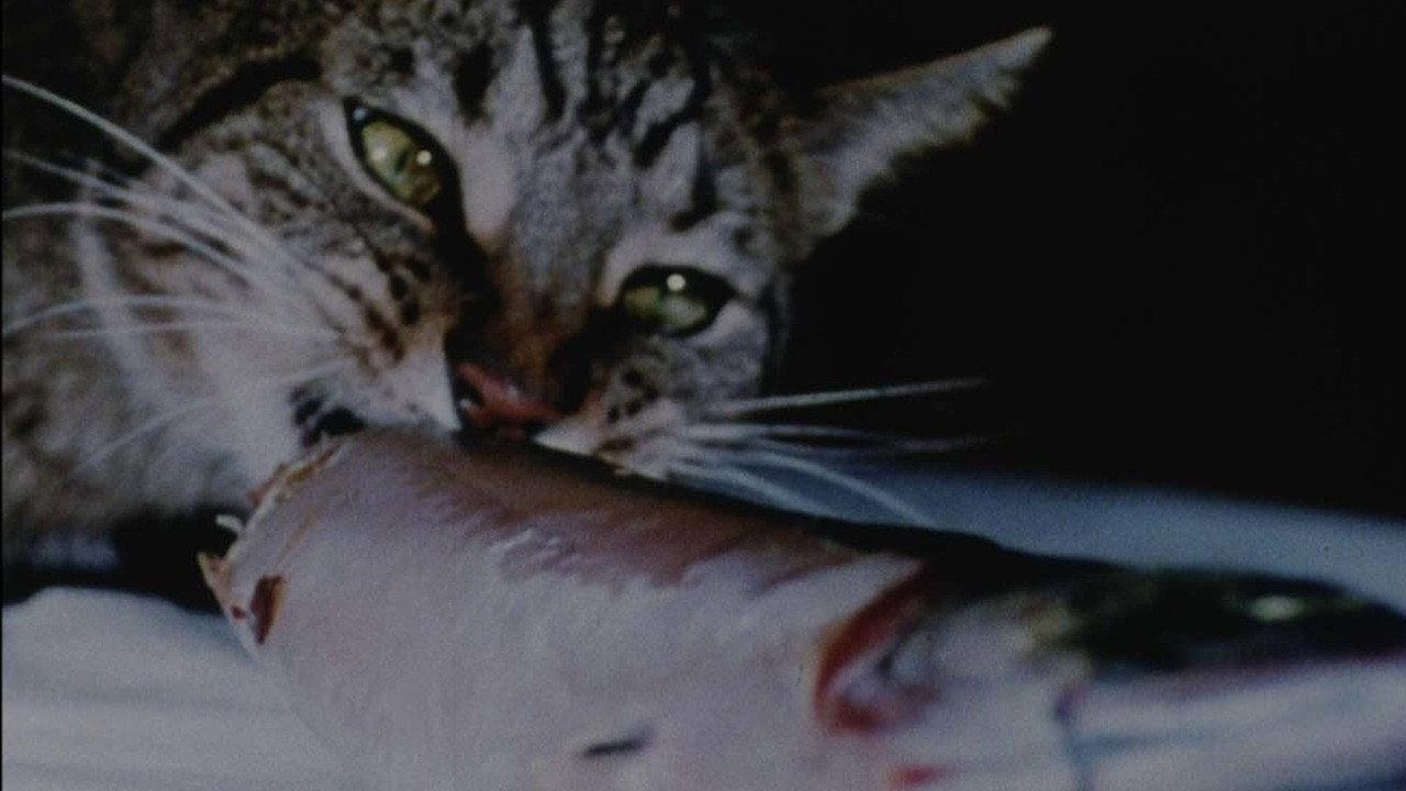 Cat Food backdrop