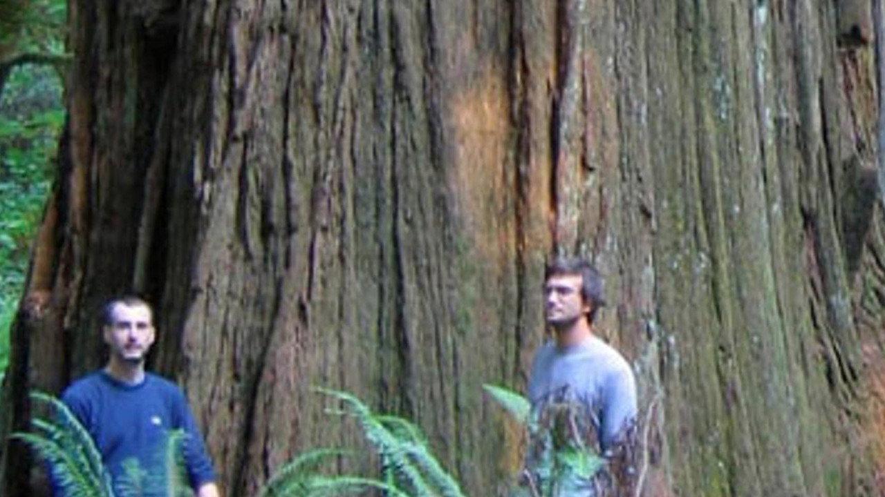 Redwoods: Anatomy of a Giant backdrop
