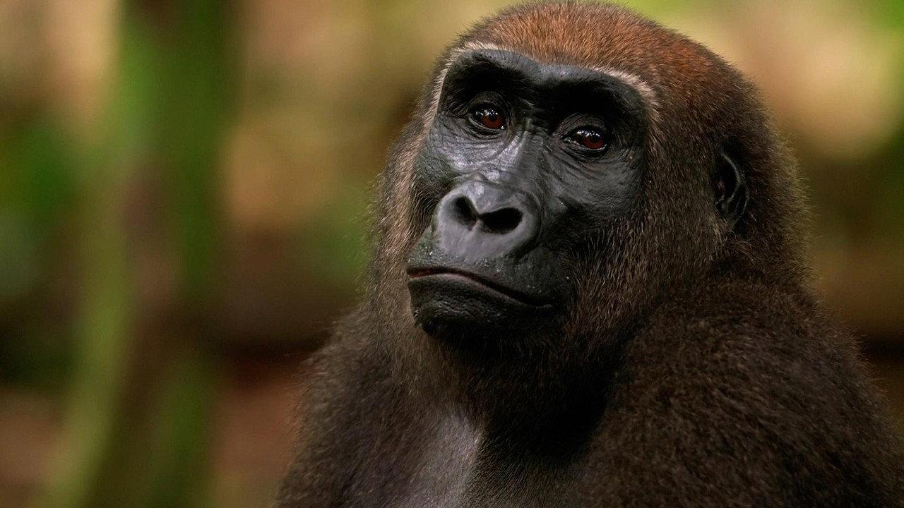 Gorilla backdrop