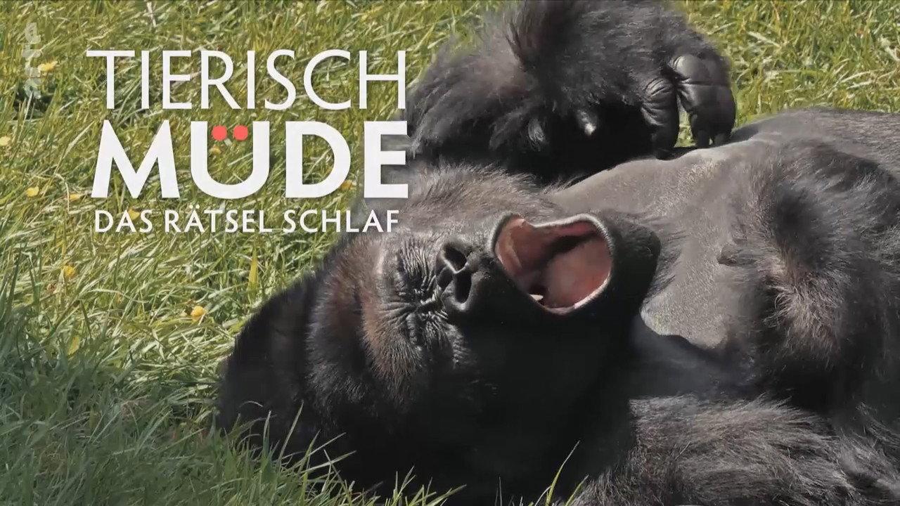 Tierisch müde - Das Rätsel Schlaf backdrop