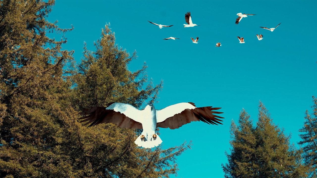 Birdemic 3: Sea Eagle backdrop