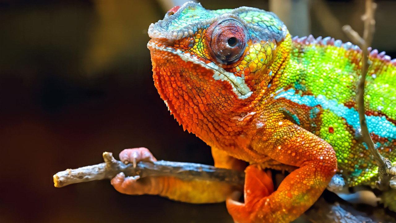 Madagascar, paradis des caméléons backdrop