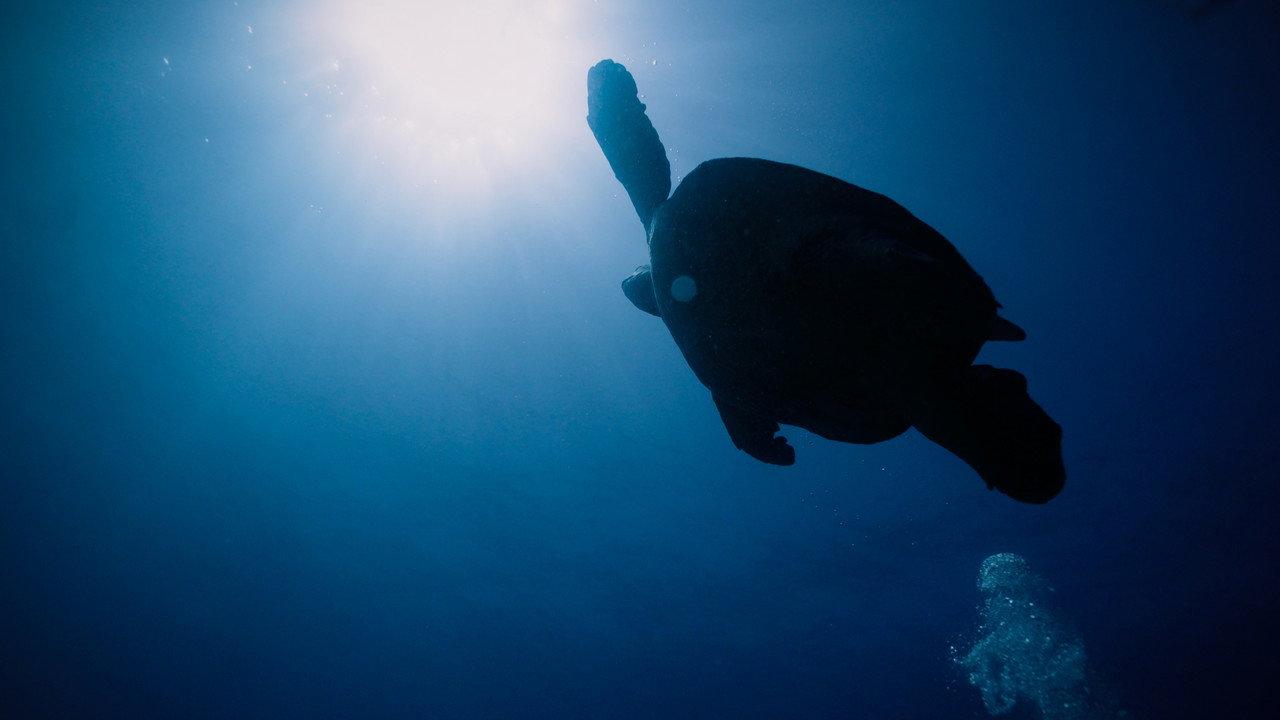 Return: Saving Turtles backdrop