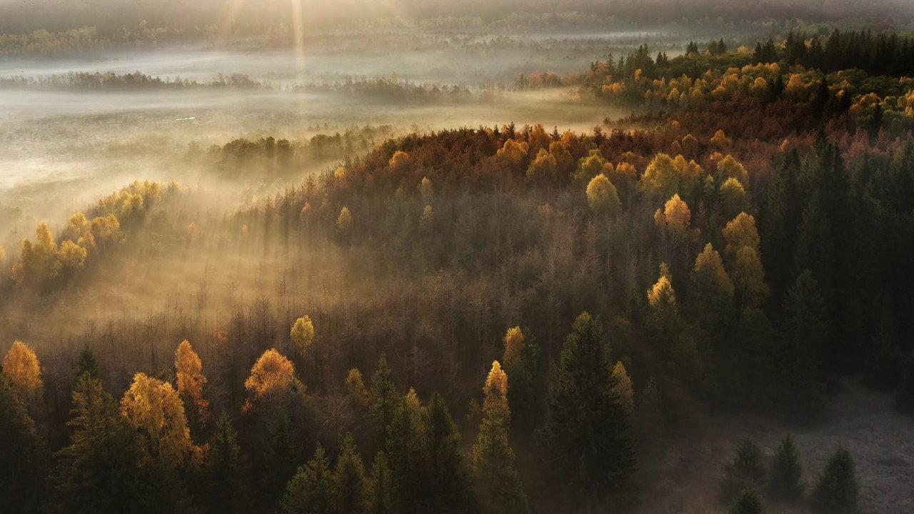 Wild Romania backdrop
