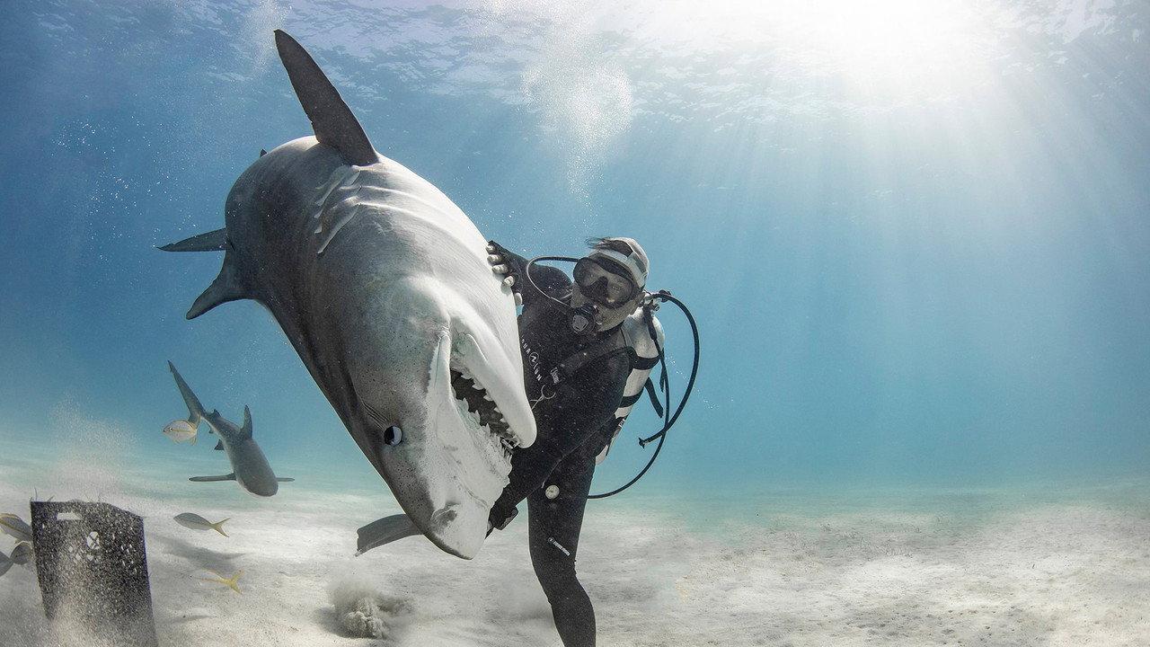 Tiger Shark Beach backdrop