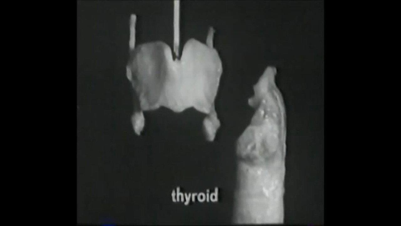 Voice Production: The Vibrating Larynx backdrop