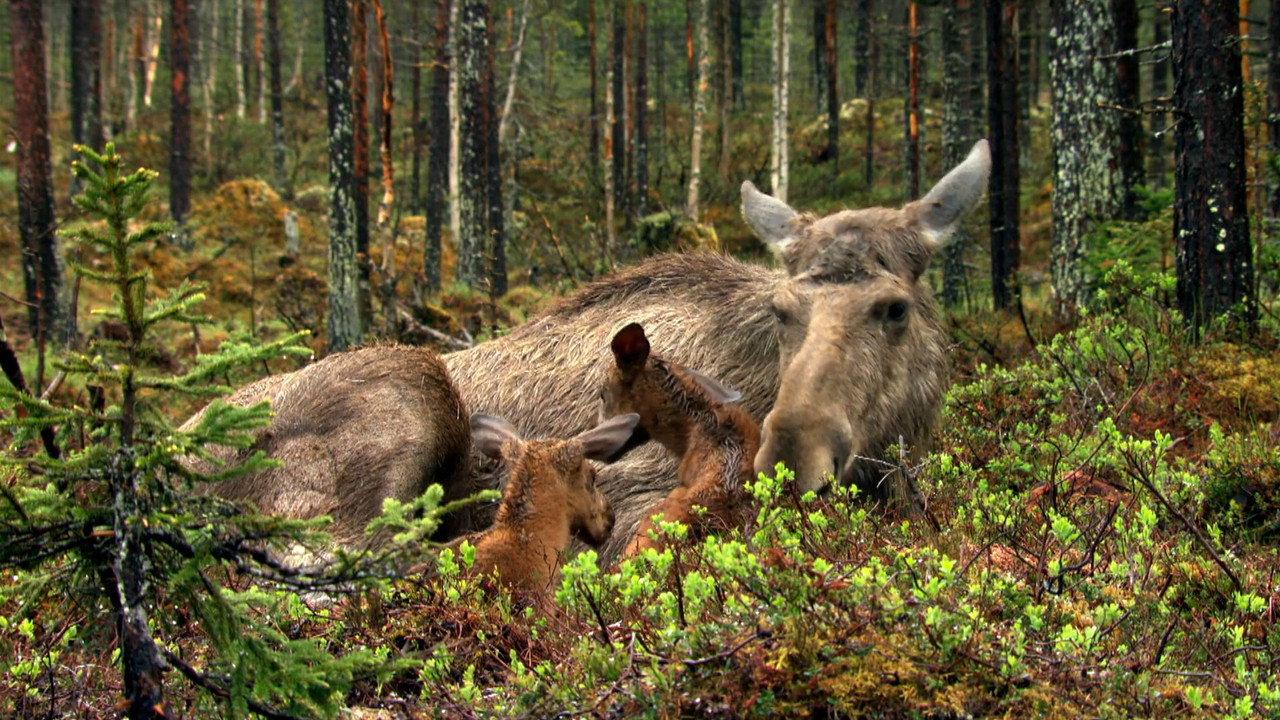 The Moose Movie backdrop