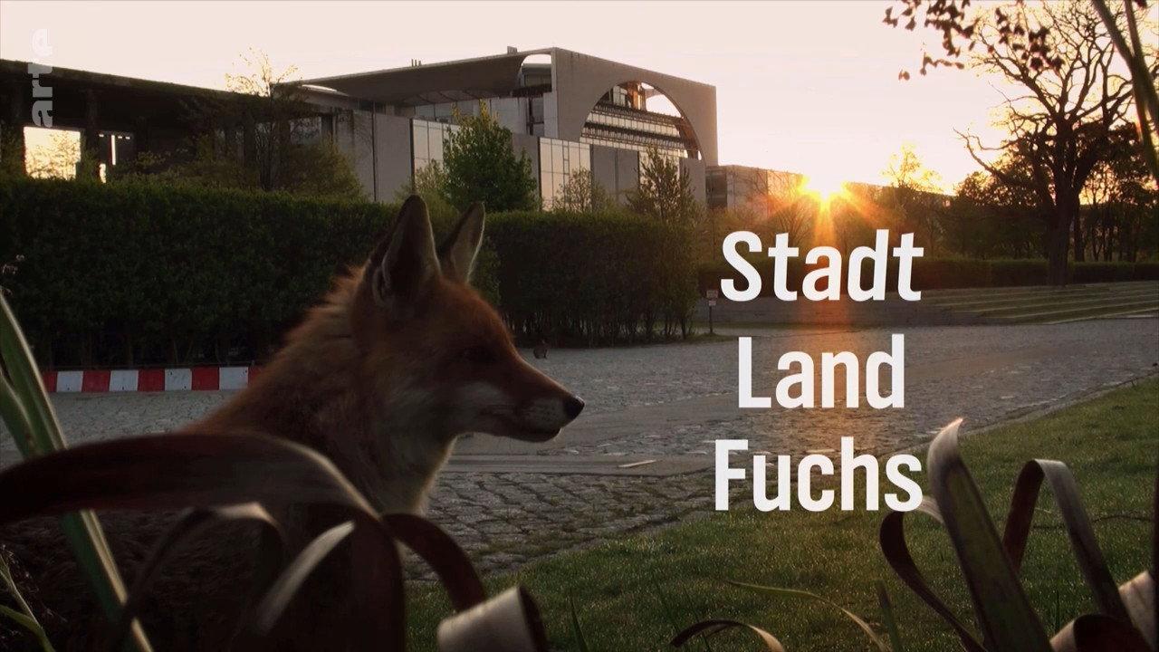 Stadt, Land, Fuchs! backdrop
