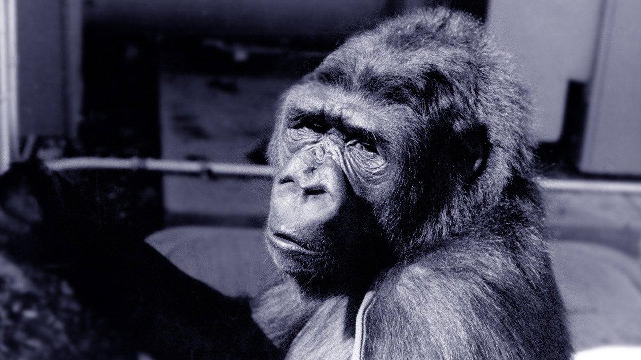Koko: A Talking Gorilla backdrop