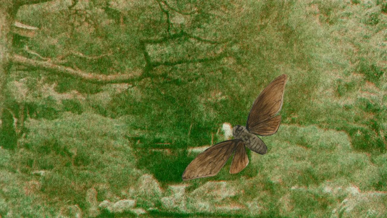 Midori Matsumoto’s: The Life Cycle Of A Cicada backdrop