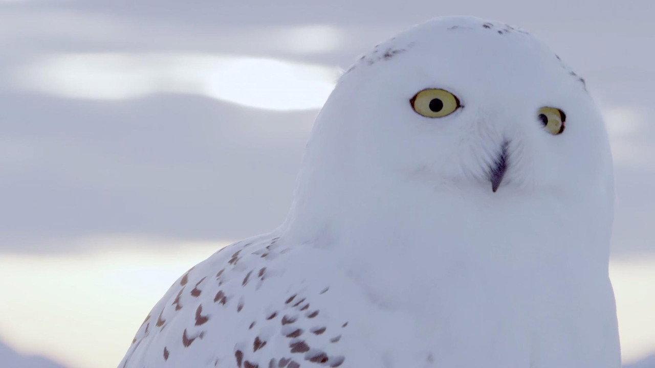 A Winter's Tale: The Journey Of The Snowy Owls backdrop
