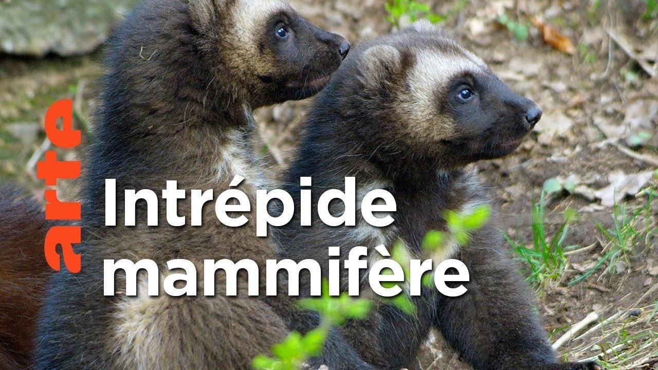 The Wolverine: Fierce Predator of the North backdrop