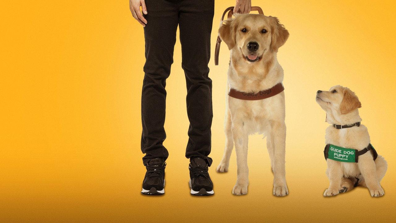 Pick of the Litter backdrop