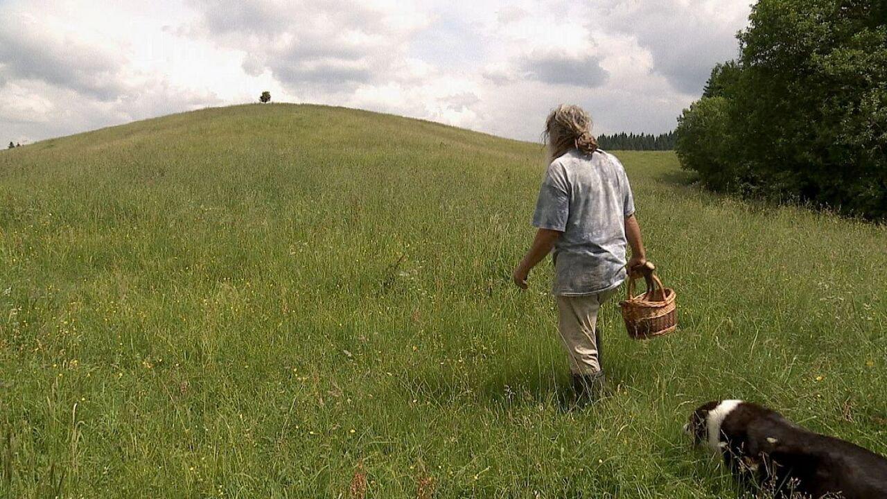 Auf der Suche nach Heilern backdrop