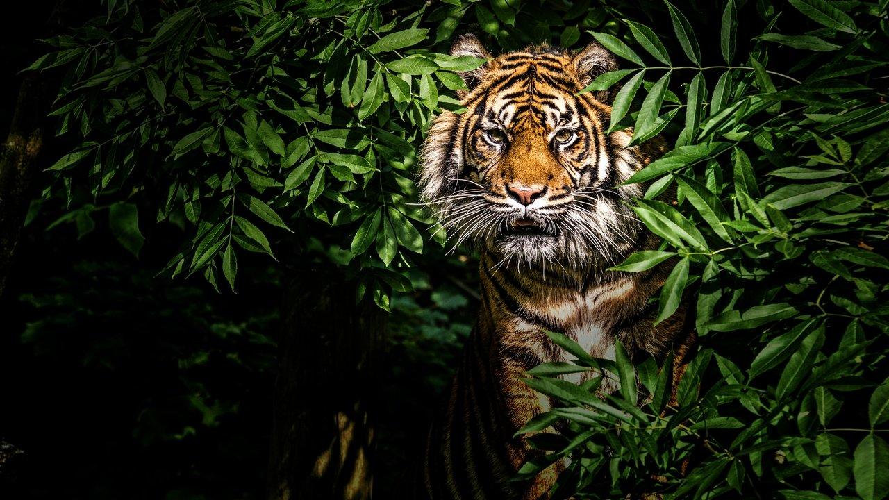 Thailand's Wild Cats backdrop