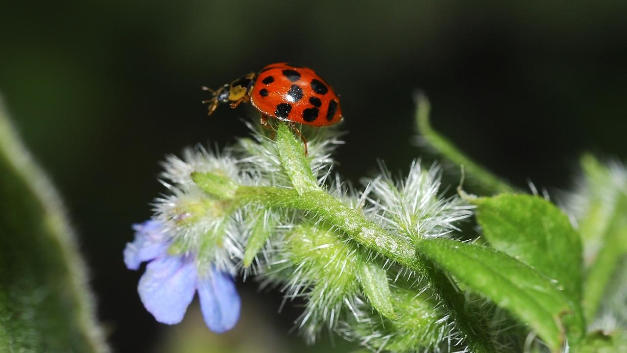 Life in the Undergrowth backdrop