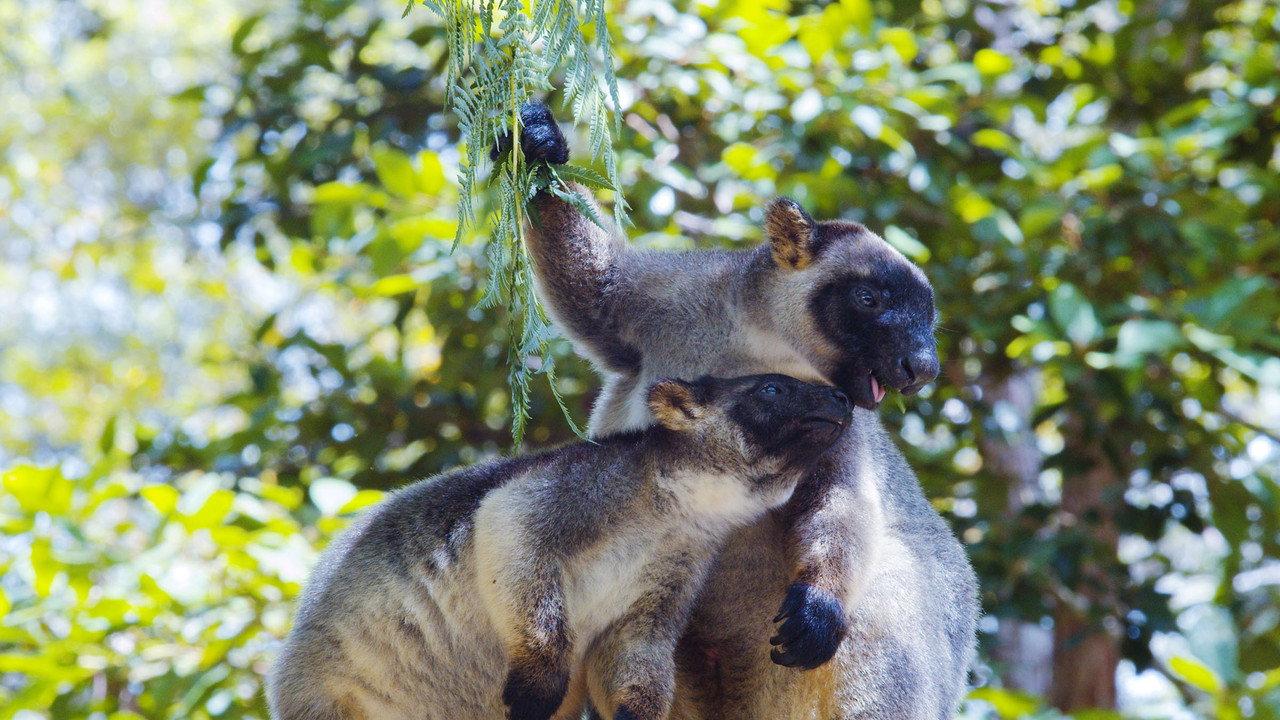 Tree Kangaroos: Ghosts of the Forest backdrop