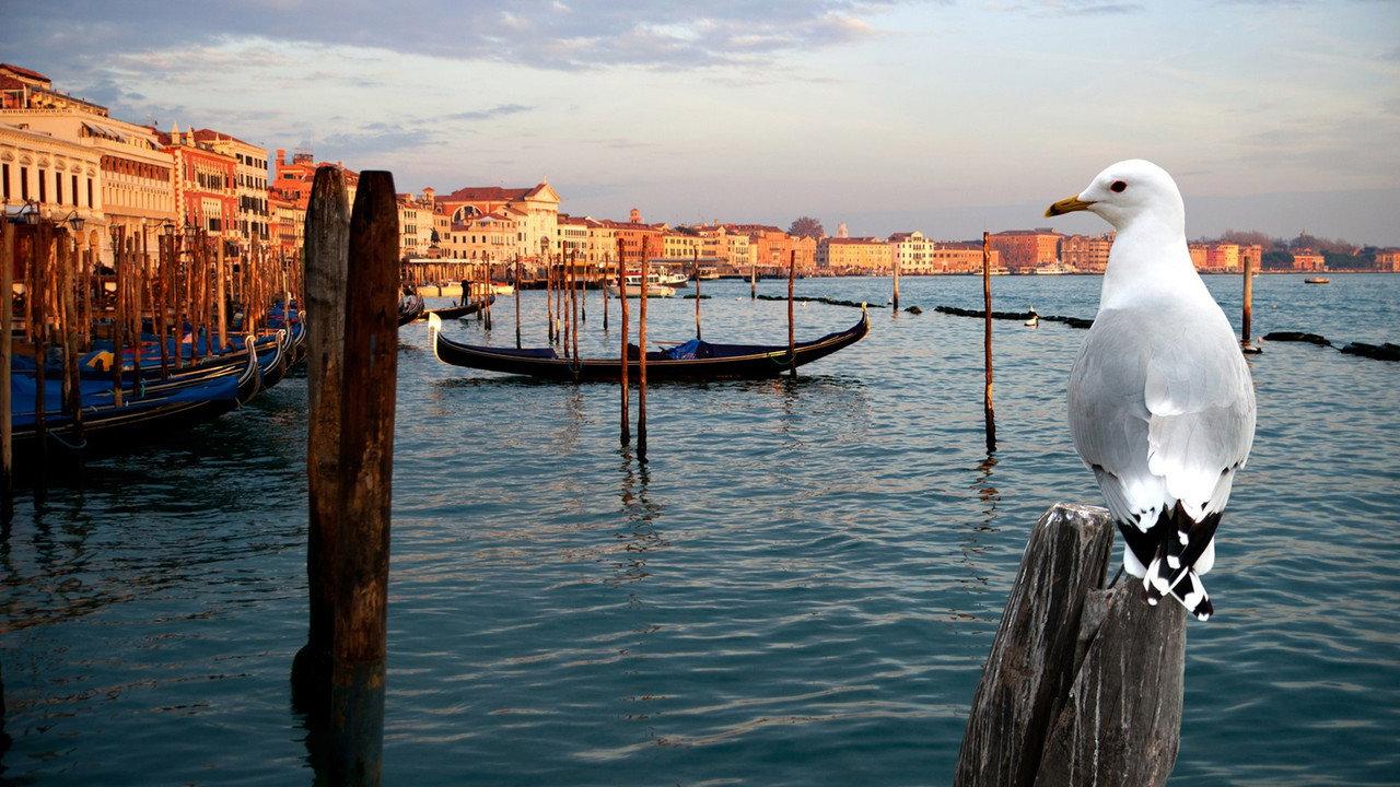 Wildes Venedig backdrop