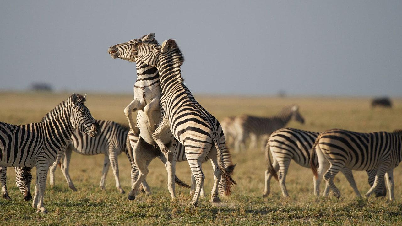 Nature: Great Zebra Exodus backdrop