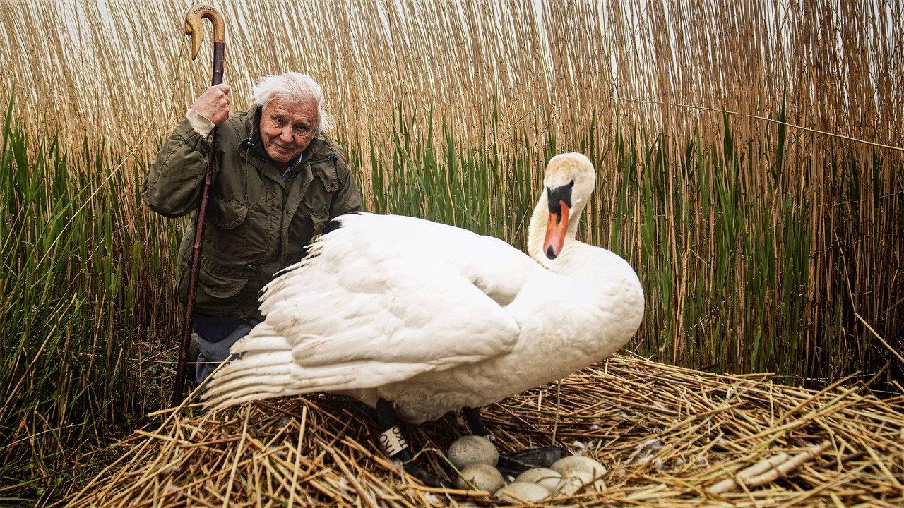 Attenborough's Wonder of Eggs backdrop