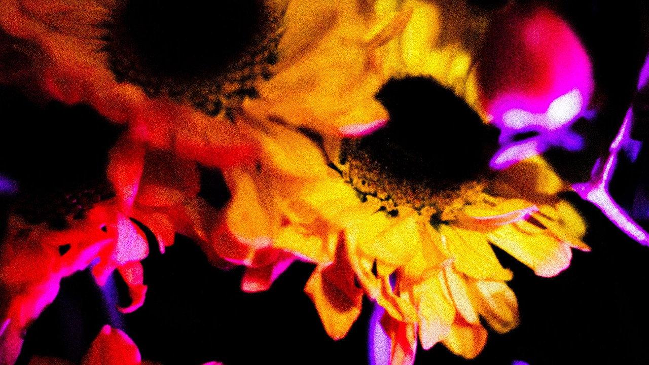 Flowers (II) backdrop