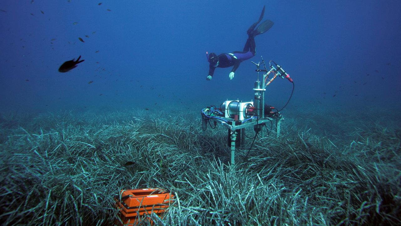 Wunderwelt Seegraswiesen Klimaretter, Kinderstube, Küstenschutz backdrop