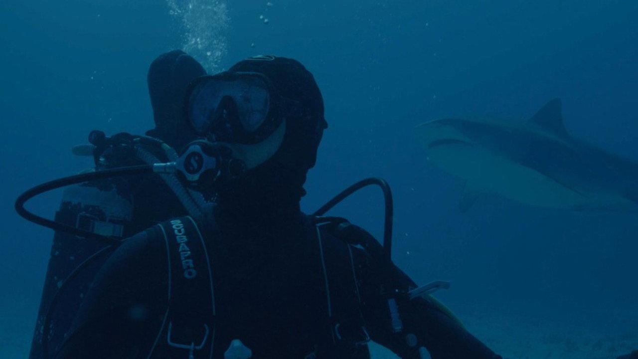 Requin backdrop