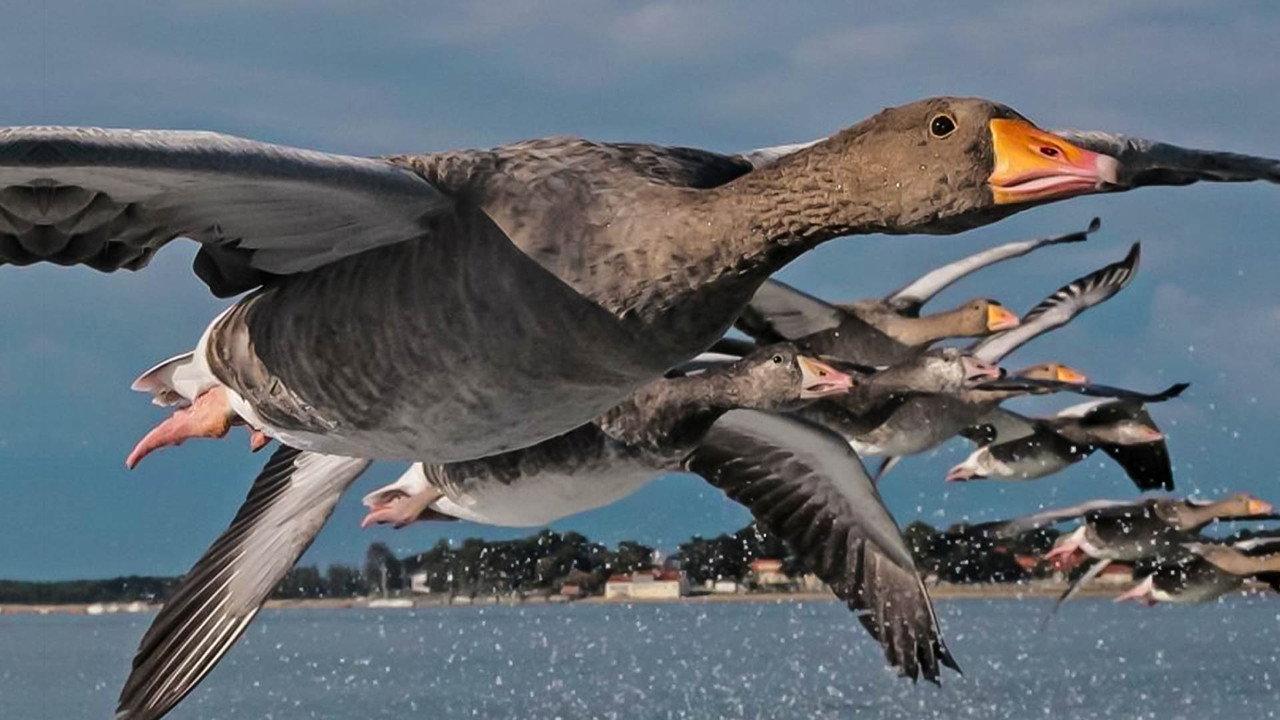 The Secret Routes of Migratory Birds backdrop