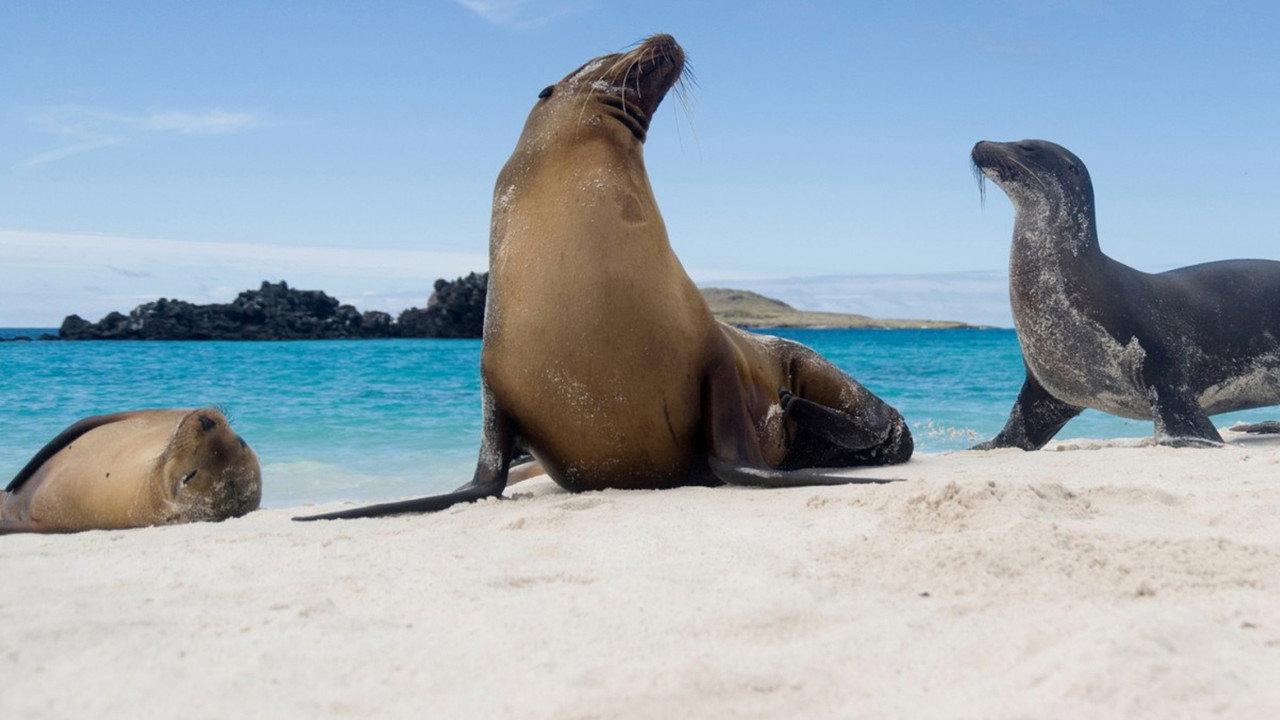 Galapagos backdrop