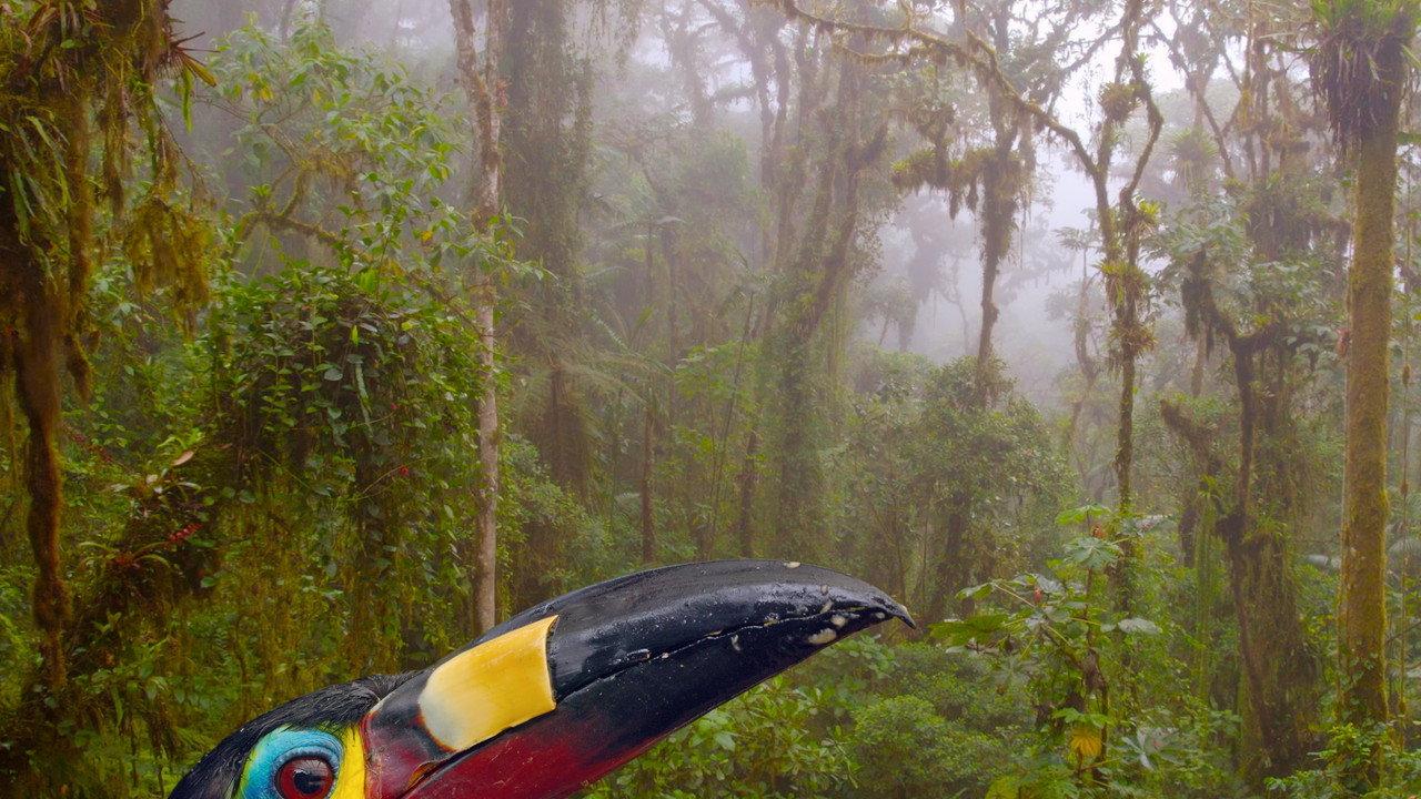 Ecuador: On the Wild Side backdrop